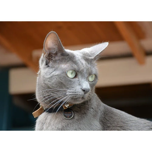 Spotted! Pro Dog & Cat 3 Spotted! Pro Dog & Cat – Bild 3