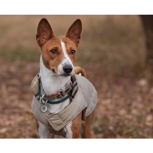 Spotted! Pro Dog & Cat 4 Spotted! Pro Dog & Cat – Bild 4