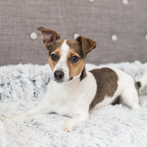 Trixie Polster-Schondecke Harvey 2 Trixie Polster-Schondecke Harvey – Bild 2